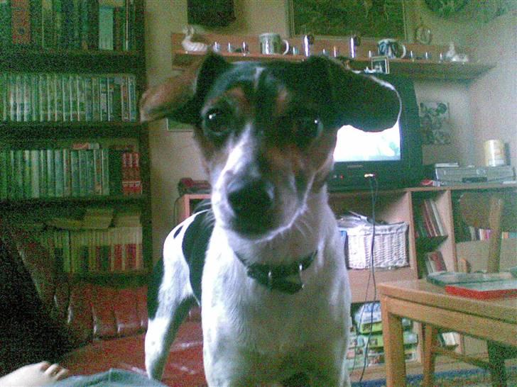 Dansk svensk gaardhund max billede 1