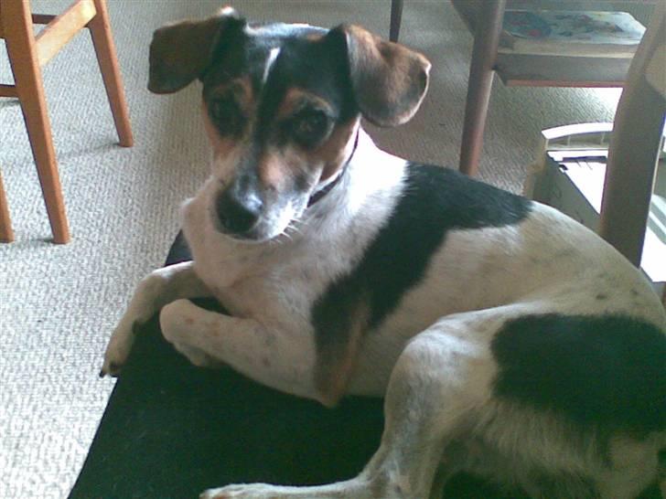 Dansk svensk gaardhund max billede 2