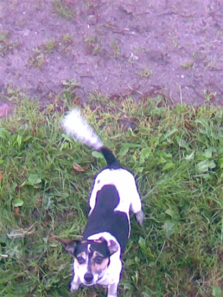 Dansk svensk gaardhund max billede 3