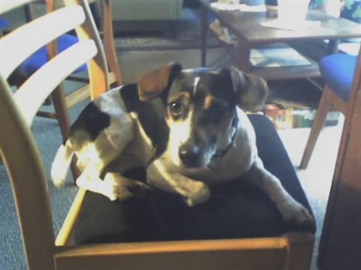 Dansk svensk gaardhund max billede 4