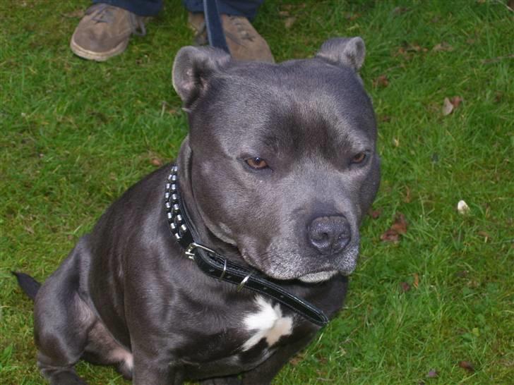 Staffordshire bull terrier Nala - Farmand billede 3