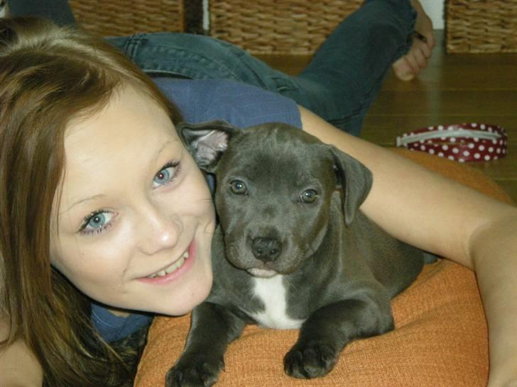 Staffordshire bull terrier Nala - 9 uger gammel og lige ankommet. Hygger hos Sara. billede 4
