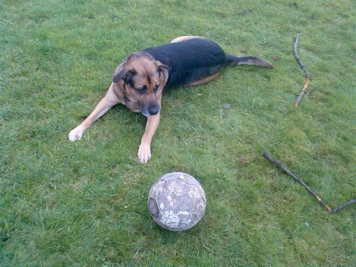 Blanding af racer Karlsen - Karlsen billede 8