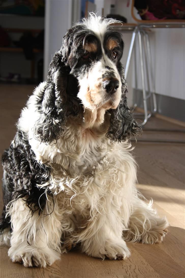 Cocker spaniel Barleys Tippe billede 20