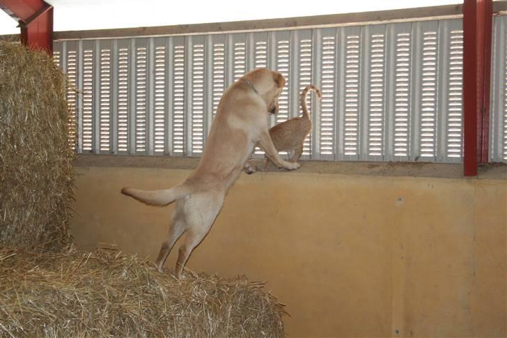 Labrador retriever victor - jager en kat billede 1