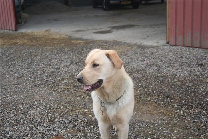 Labrador retriever victor - kun 1 år billede 2