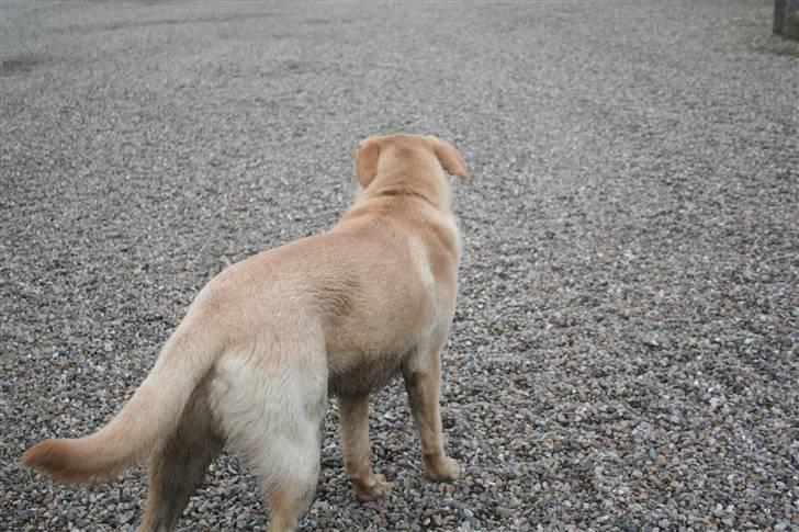 Labrador retriever victor billede 3