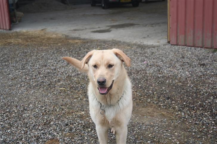 Labrador retriever victor billede 4