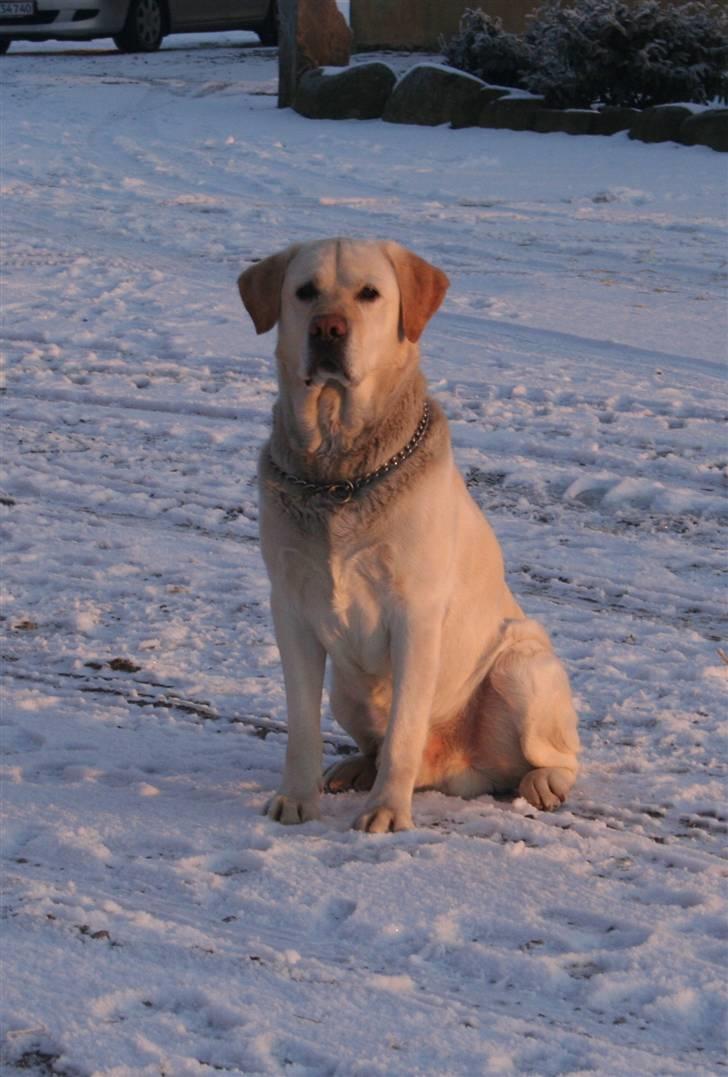 Labrador retriever victor billede 5