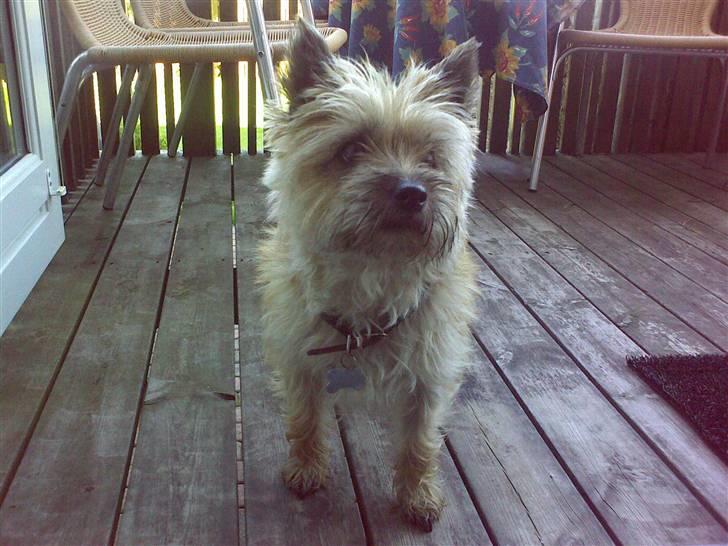 Cairn terrier Cookie - Man skulle tro jeg havde været en tur i fiskedammen.. billede 7