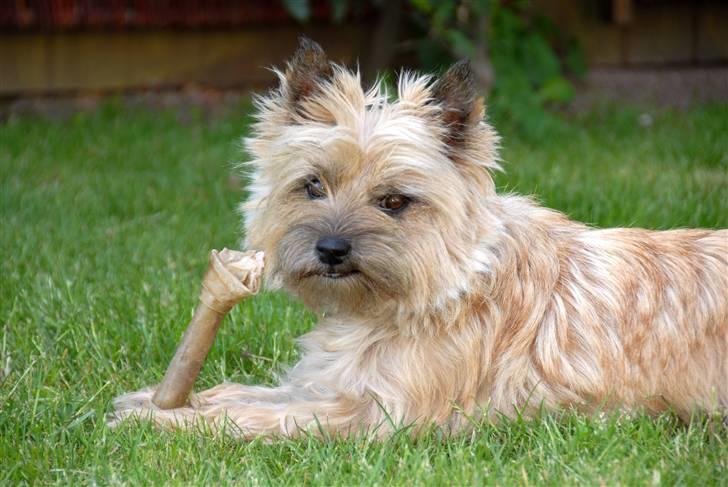 Cairn terrier Cookie - Se hvad jeg har... billede 8