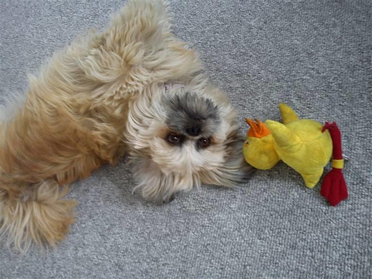 Shih tzu Kaisia - Hun er bare min bedårende prinsesse ;) billede 1