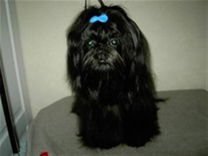 Shih tzu Kaisia - Kaisia´s Far - Diego billede 2