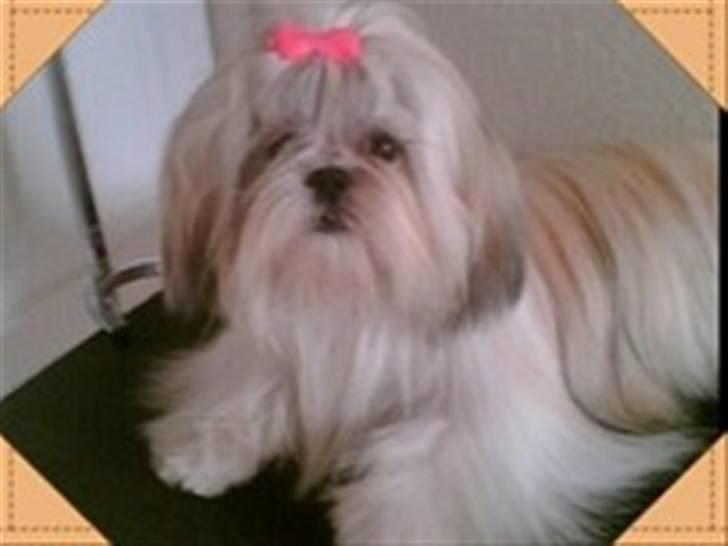 Shih tzu Kaisia - Kaisia´s Mor - Cover My Heart billede 3