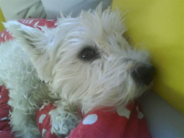 Welsh terrier emma billede 6