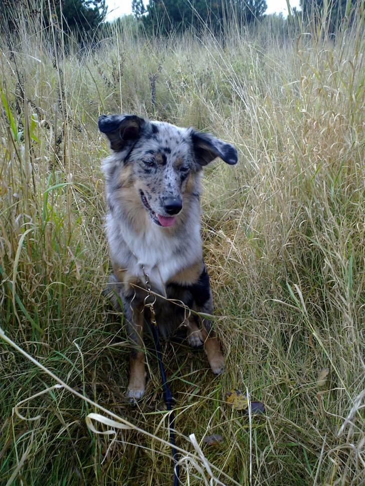 Blanding af racer nevada - sidder lige og nyder det i det høje græs billede 1