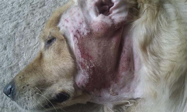 Blanding af racer nevada - min mors hund jugger der har fået hotsport billede 3