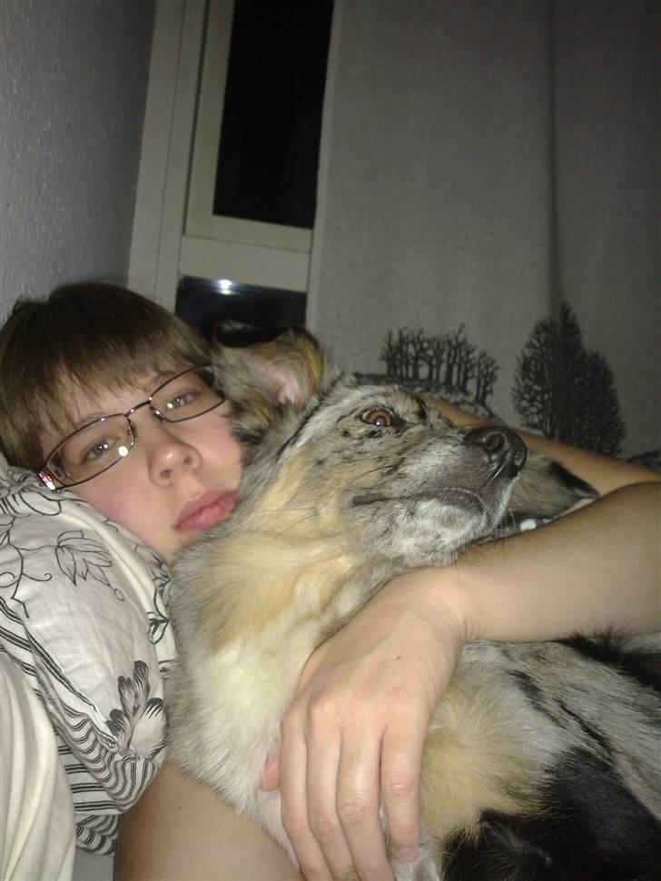 Blanding af racer nevada - min mors hund jugger der har fået hotsport billede 4