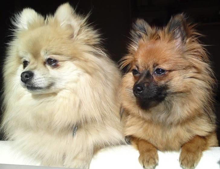 Pomeranian Soffie billede 2
