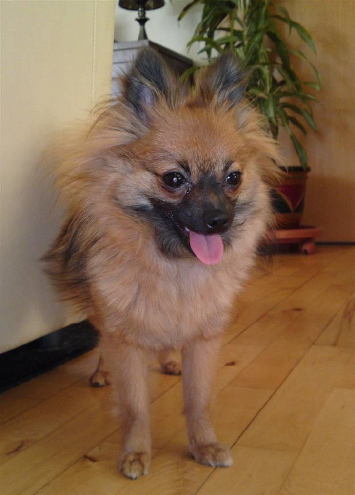 Pomeranian Soffie billede 3