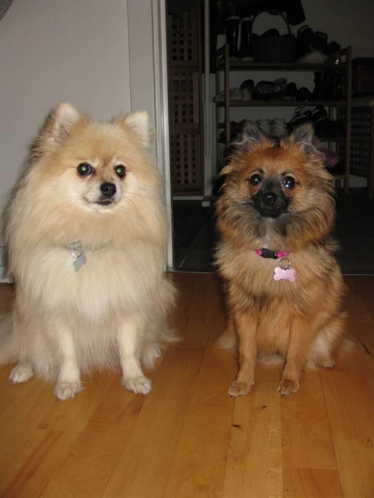 Pomeranian Soffie billede 4