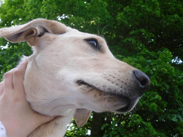 Labrador retriever Bonny - Egentlig et fejlbillede, men det blev da meget godt? billede 1