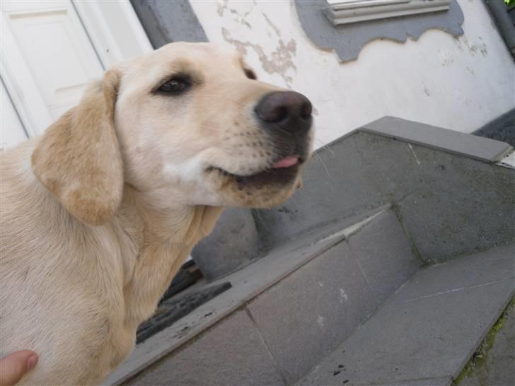 Labrador retriever Bonny billede 2