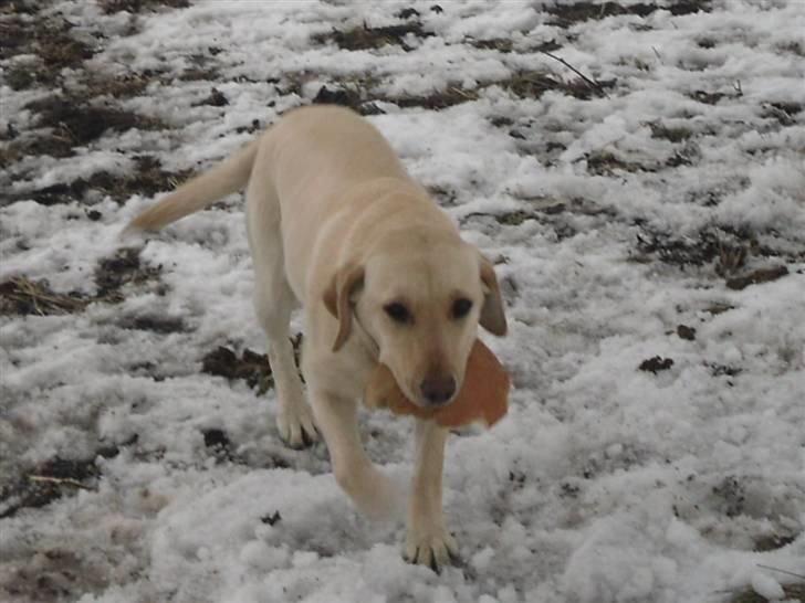 Labrador retriever Bonny billede 3