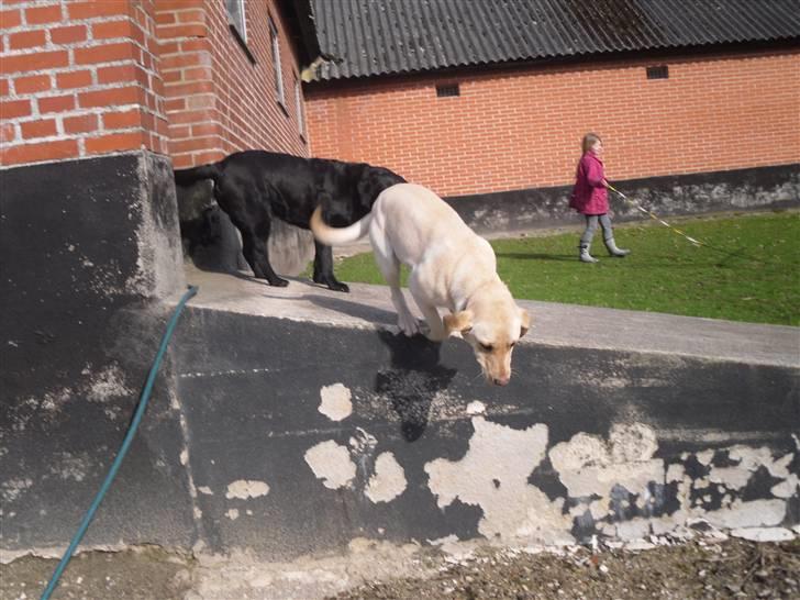 Labrador retriever Bonny billede 4