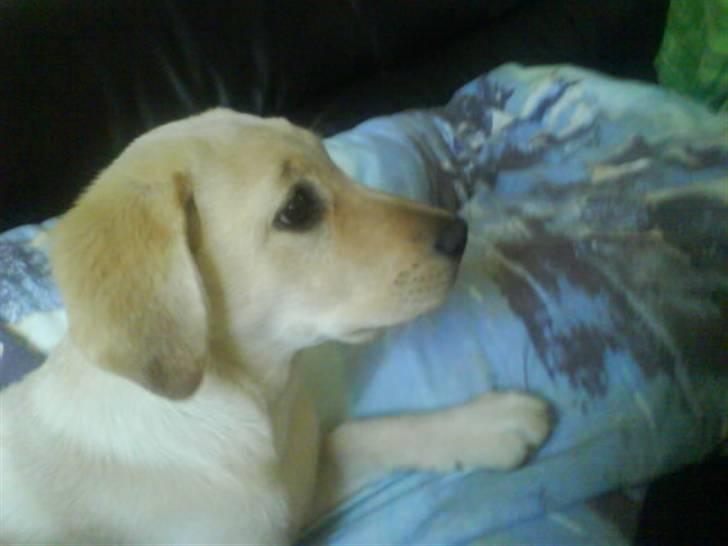 Labrador retriever Bonny billede 5