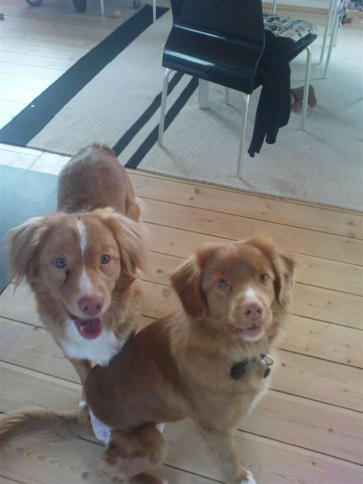 Nova scotia duck tolling retriever stalkers beauty (himmelhund) billede 6