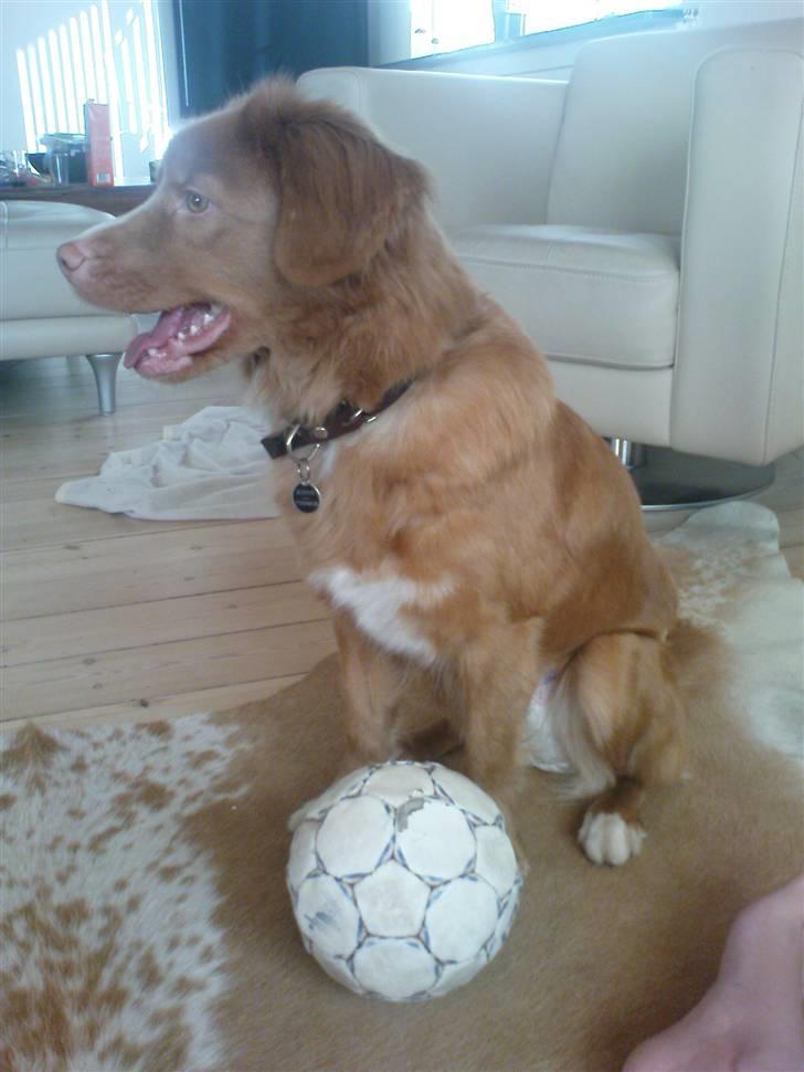 Nova scotia duck tolling retriever stalkers beauty (himmelhund) billede 7