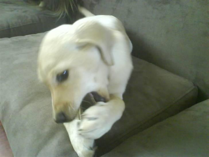 Labrador retriever Bonny billede 6