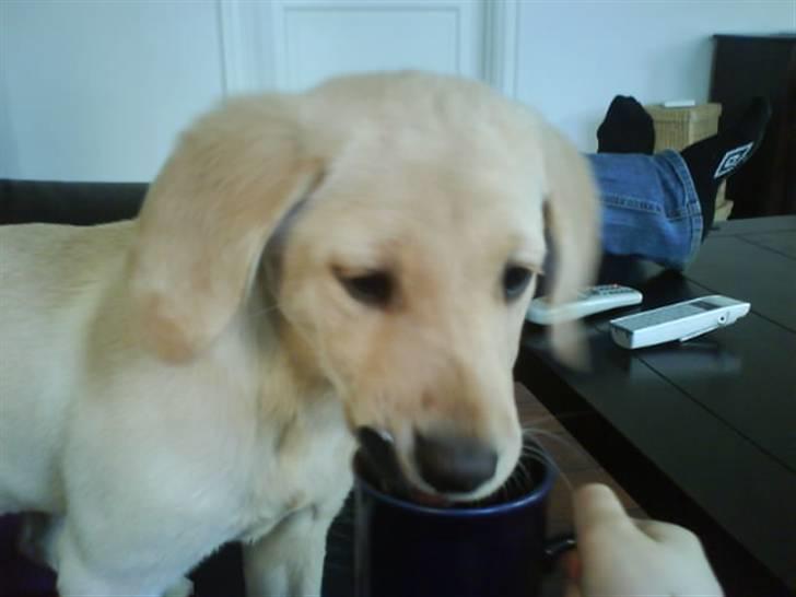 Labrador retriever Bonny billede 7