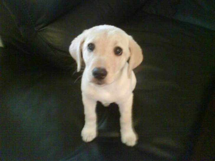 Labrador retriever Bonny billede 8