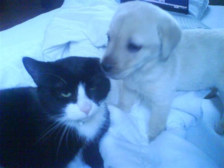 Labrador retriever Bonny billede 9