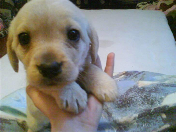 Labrador retriever Bonny billede 10