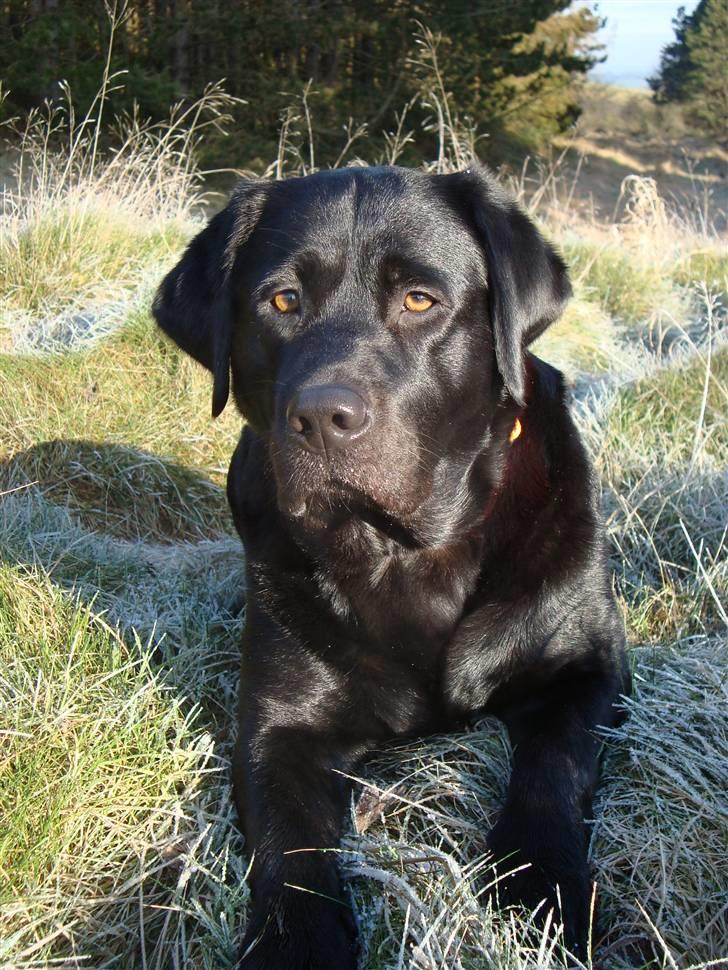 Labrador retriever Tulle - Smukke Tulle i skoven en kold morgen.  billede 1