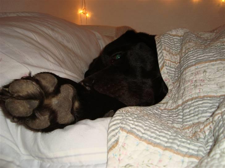 Labrador retriever Tulle - Verdens største puttetrold! :D billede 2