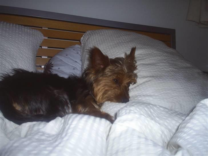 Yorkshire terrier Nemo billede 18