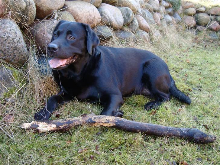 Labrador retriever Tulle - Tulle med en kæmpe pind. Dem elsker hun simpelthen :) billede 3