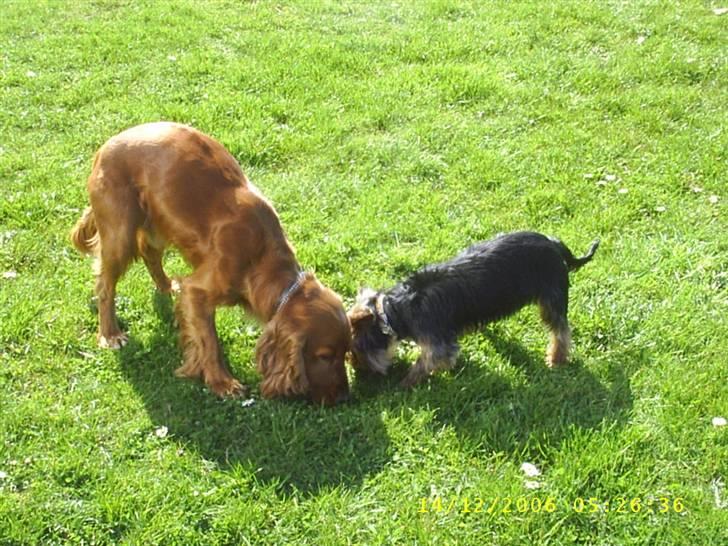 Cocker spaniel Simba billede 17