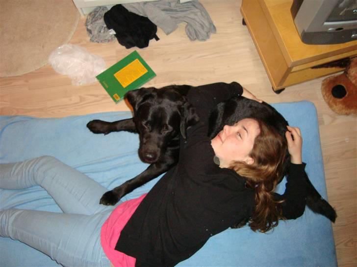 Labrador retriever Tulle - Tulle og jeg hygger på mit dejligt rodede værelse xD billede 4