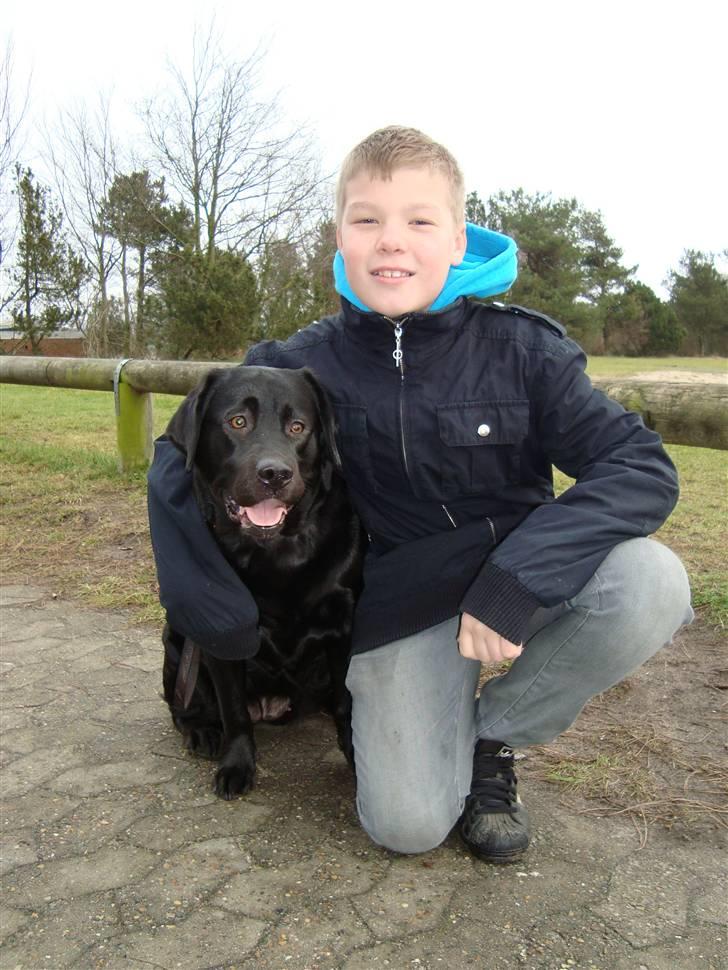 Labrador retriever Tulle - Lillebror og hans trofaste ven :) billede 5
