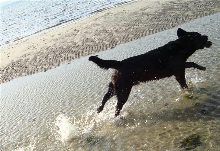 Labrador retriever Tulle - Vruuuuum. Der er fart på :) billede 6