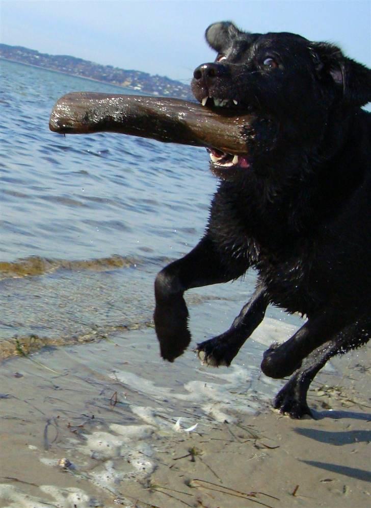 Labrador retriever Tulle - Tulle er en meget farlig hund med fuld fart på og en stor pind xD billede 7