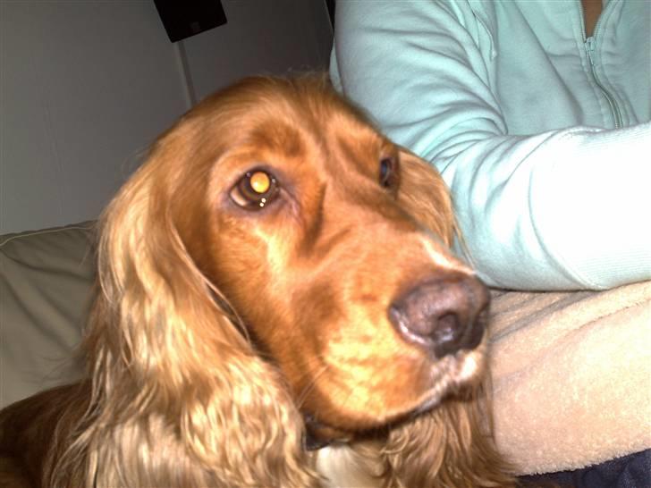 Cocker spaniel Simba billede 18