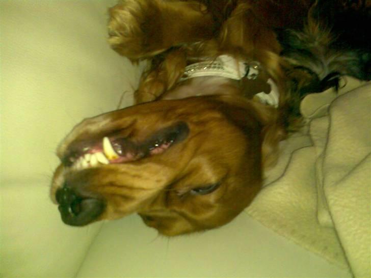 Cocker spaniel Simba billede 19