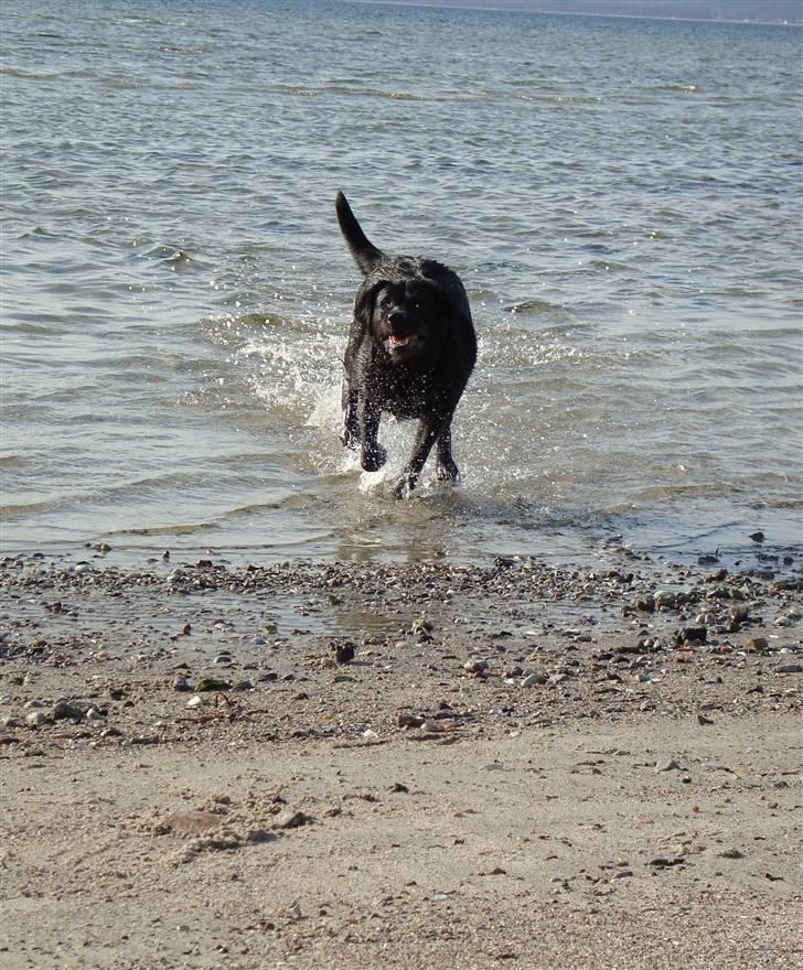 Labrador retriever Tulle - Tulle på stranden :) billede 8