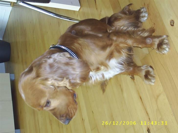 Cocker spaniel Simba billede 20